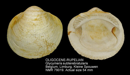 OLIGOCENE-RUPELIAN Glycymeris subterebratularis.jpg - OLIGOCENE-RUPELIAN Glycymeris subterebratularis (d'Orbigny,1852)